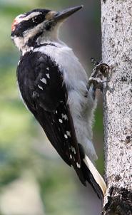 hairy woodpecker