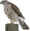 coopers hawk