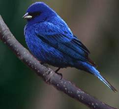 Indigo Bunting