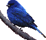 Indigo Bunting