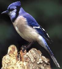 Blue Jay