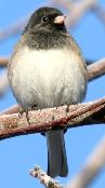 dark-eyed junco