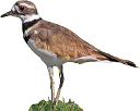 Killdeer