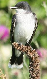 Kingbird