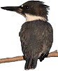 belted kingfisher