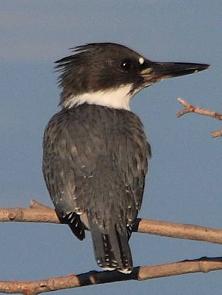 belted kingfisher