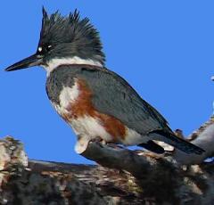 belted kingfisher