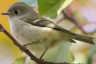 Kinglet