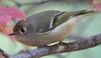 Ruby-crowned Kinglet