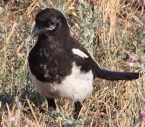 magpie