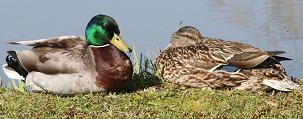 Mallard Ducks