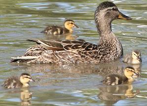 Mallard Ducklings