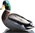 mallard duck