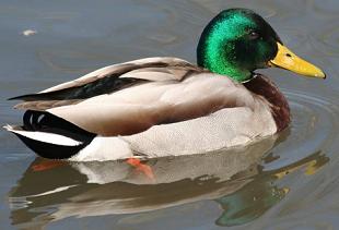 Mallard Duck