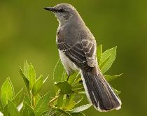 Northern Mockingbird