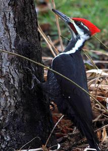 Pileated Woodpecker