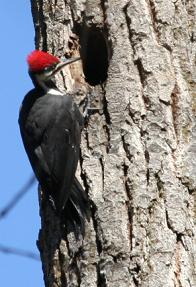 pileated woodpecker