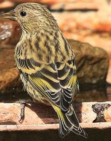 pine siskin