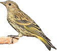 pine siskin