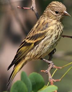 pine siskin