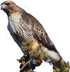 red-tailed hawk