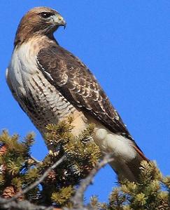 red-tailed hawk