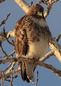 red-tailed hawk