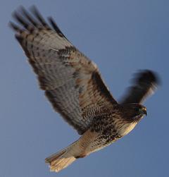 red-tailed hawk