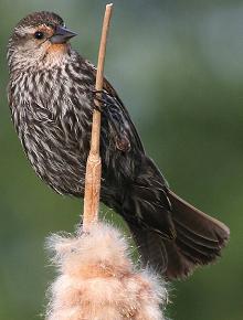 Red-Wing Blackbird female