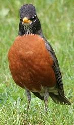 American robin