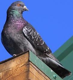 rock pigeon