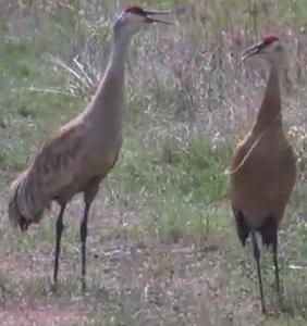 sandhill cranes