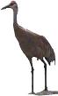 sandhill crane