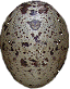 sandpiper egg