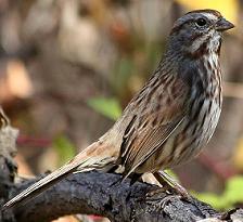 song sparrow