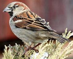 house sparrow