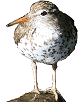 Spotted Sandpiper