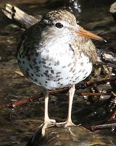 Spotted Sandpiper