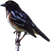 spotted towhee