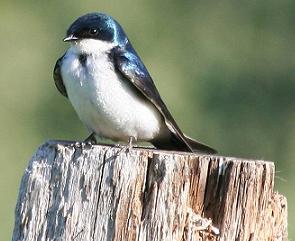 Tree Swallow