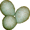 bird eggs