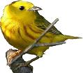 Yellow Warbler