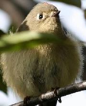 Orange-Crowned Warbler