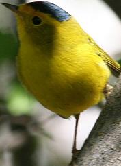 Wilsons Warbler