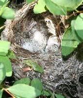 Yellow Warbler Nest