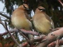 waxwing pair