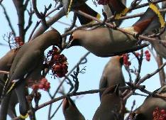 waxwings