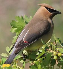 Cedar Waxwing