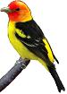 western tanager