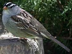 white-crowned sparrow